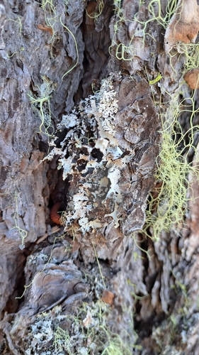 Tinted Rag Lichen