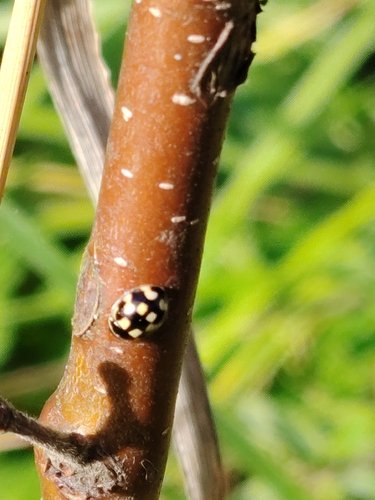 Fourteen-spotted Lady Beetle