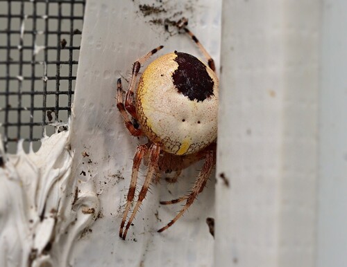 Marbled Orbweaver