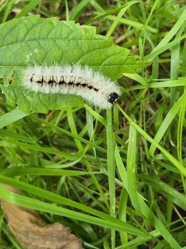 Hickory Tussock Moth