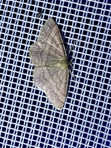 Tawny Wave