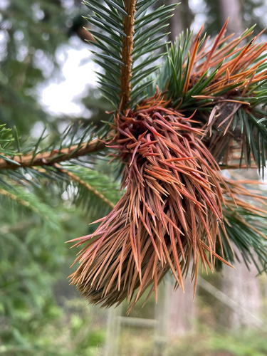 Douglas Fir Adelgid