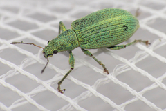 Polydrusus planifrons