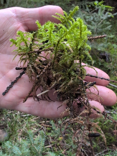 rough goose neck moss