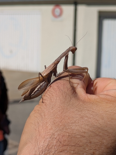 European Mantis
