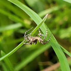 Oxyopes scalaris