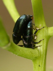 Aulacobaris coerulescens
