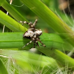 Oxyopes scalaris