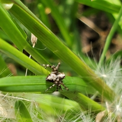 Oxyopes scalaris