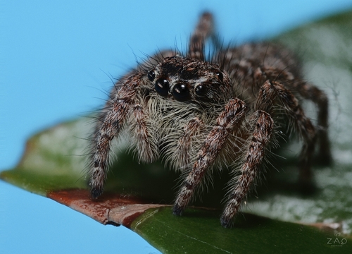 Red-bellied Jumping Spider