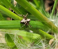 Oxyopes scalaris