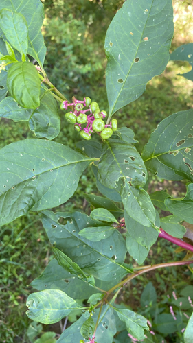 American pokeweed
