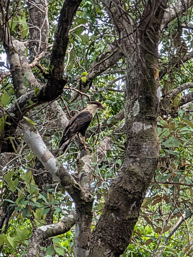 Crested Caracara observed by alchemicrose