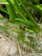 Oxyopes scalaris