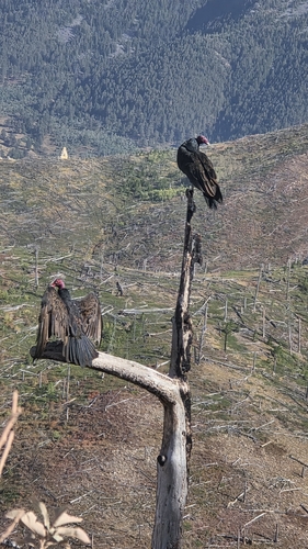 Turkey Vulture
