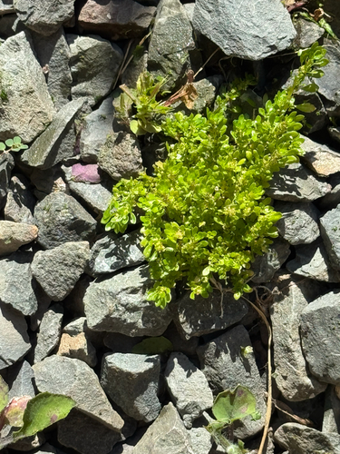 Pilea microphylla observed 2026-09-15