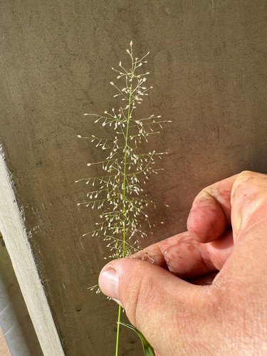 Eragrostis tenella observed 2026-09-15