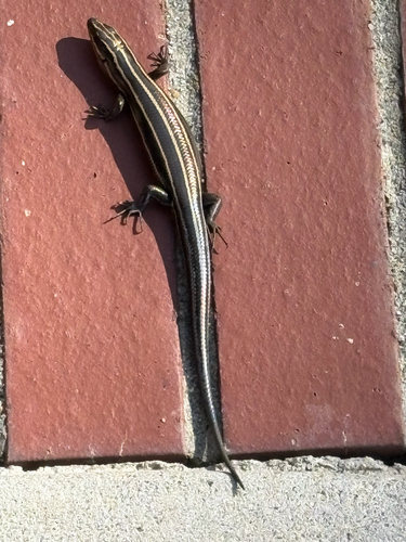 Common Five-lined Skink