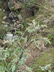Cirsium fontinale obispoense