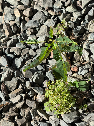 Phyllanthus leucanthus observed 2026-09-15