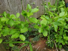 Celastrus orbiculatus