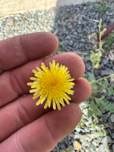 Sonchus oleraceus observed 2026-09-15