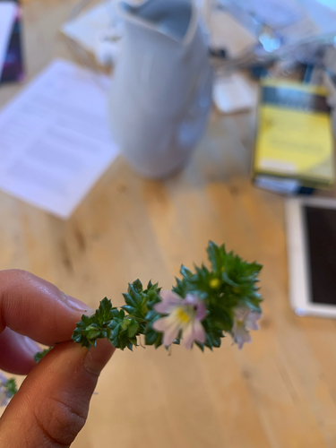 Common Eyebright