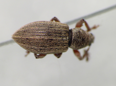 Polydrusus marginatus