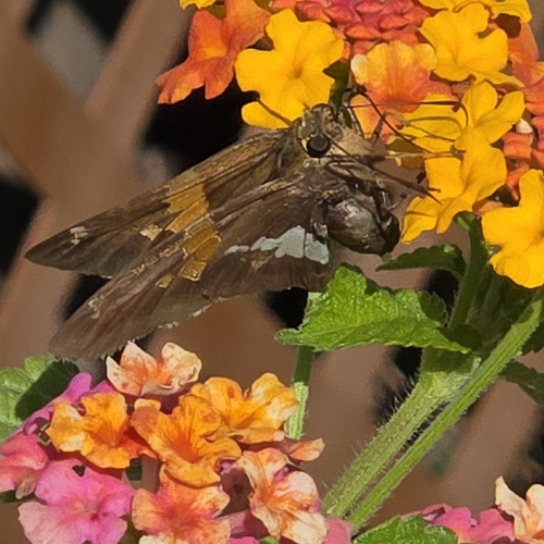 Silver-spotted Skipper