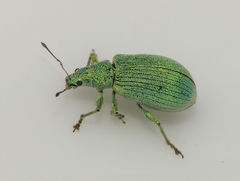 Polydrusus planifrons