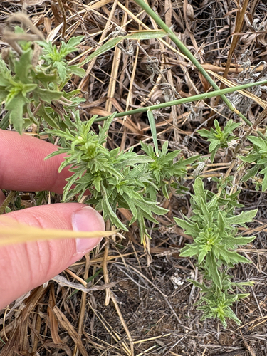 western ragweed