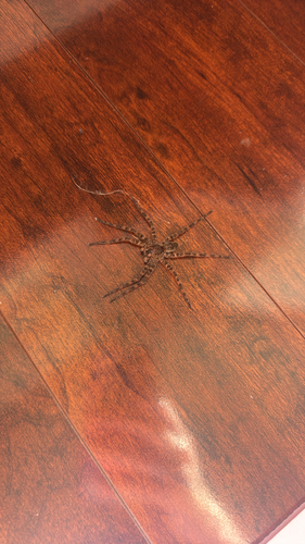 Dark Fishing Spider