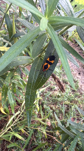Large Milkweed Bug