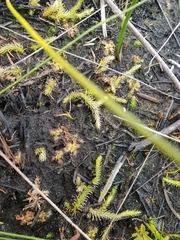 Brownseya serpentina