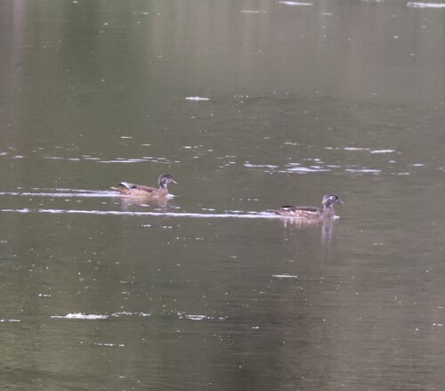 Wood Duck