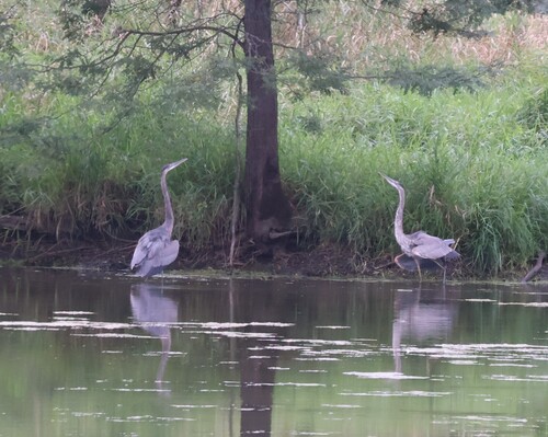 Great Blue Heron