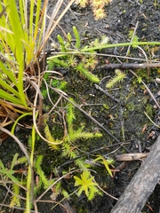 Brownseya serpentina