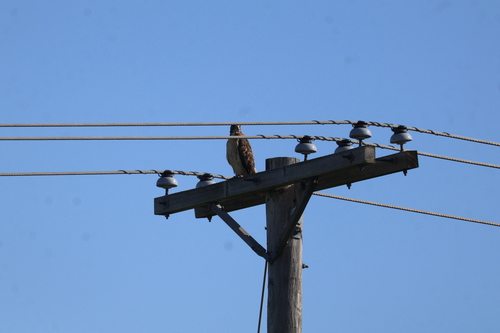 Red-tailed Hawk