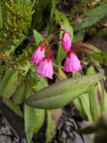 Phyllodoce empetriformis, photograph 2