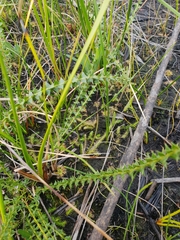 Brownseya serpentina