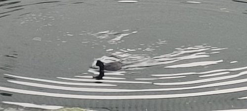 Eurasian Coot