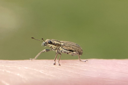 Pea leaf weevil