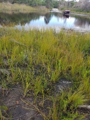 Brownseya serpentina