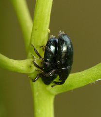 Aulacobaris coerulescens