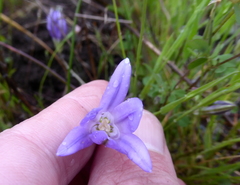 Brodiaea terrestris terrestris