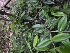 Myrciaria glazioviana, photograph author not stated, no rights reserved