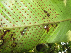 Niphidium crassifolium