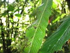 Niphidium crassifolium