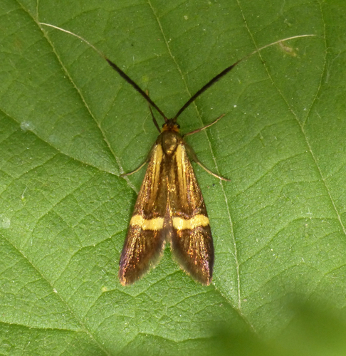 Nemophora degeerella