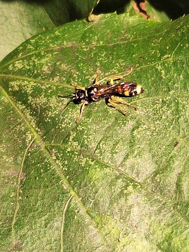 Field digger wasp